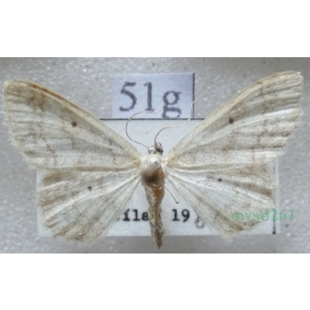 Idaea biselata (Hufnagel, 1767) Krocznik ogrodowiak Czech51g